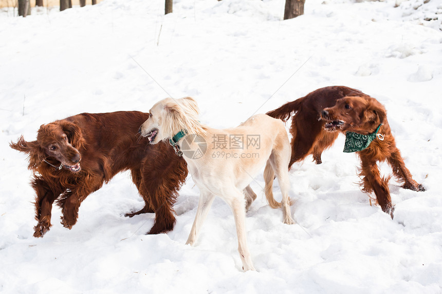 爱尔兰人和猎犬棕色水平姿势跑步二传手黑色动物食肉乐趣宠物图片