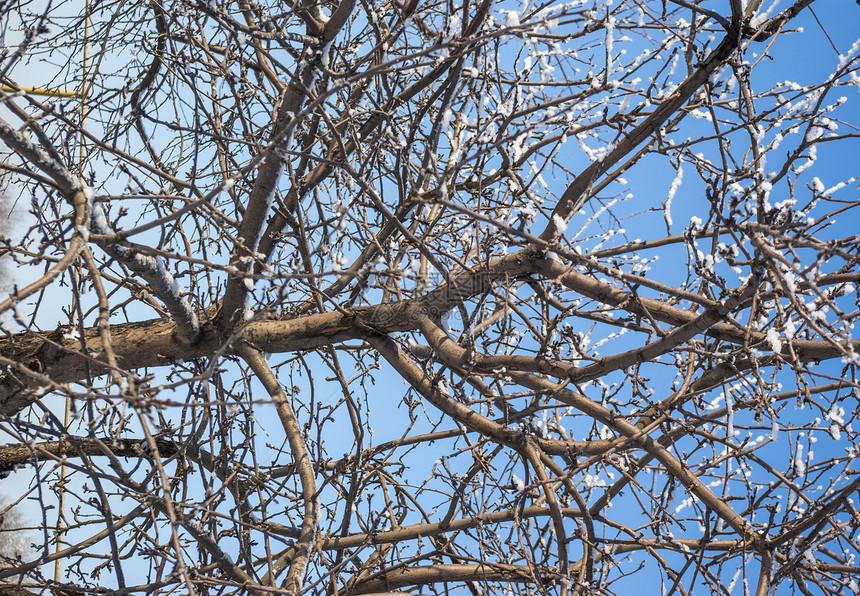 在明蓝的天空中的树枝气候商业下雪生活冰柱时间植物脆弱性天气季节图片