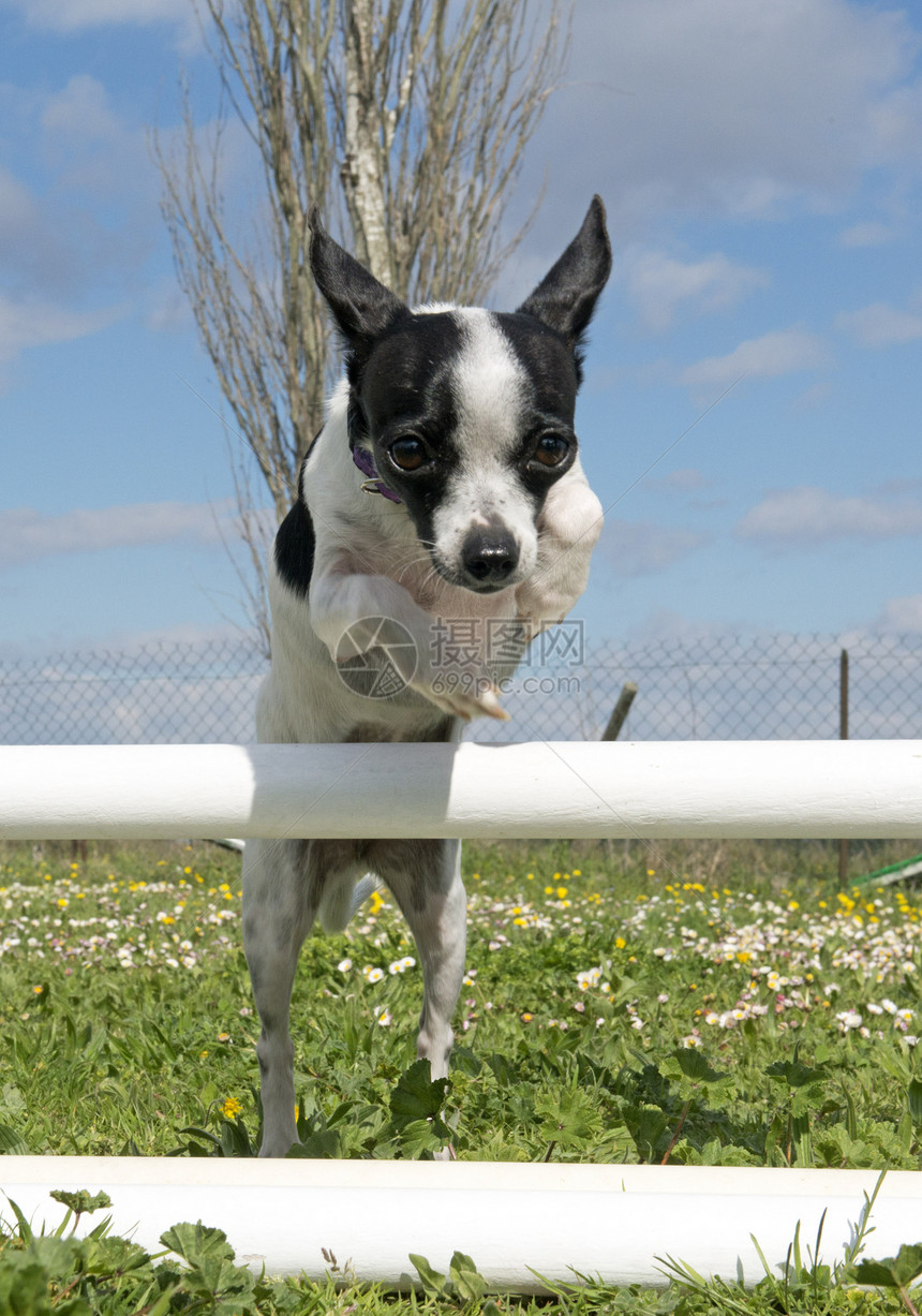 跳跃的吉娃娃动物运动训练伴侣活动黑色竞赛犬类宠物白色图片