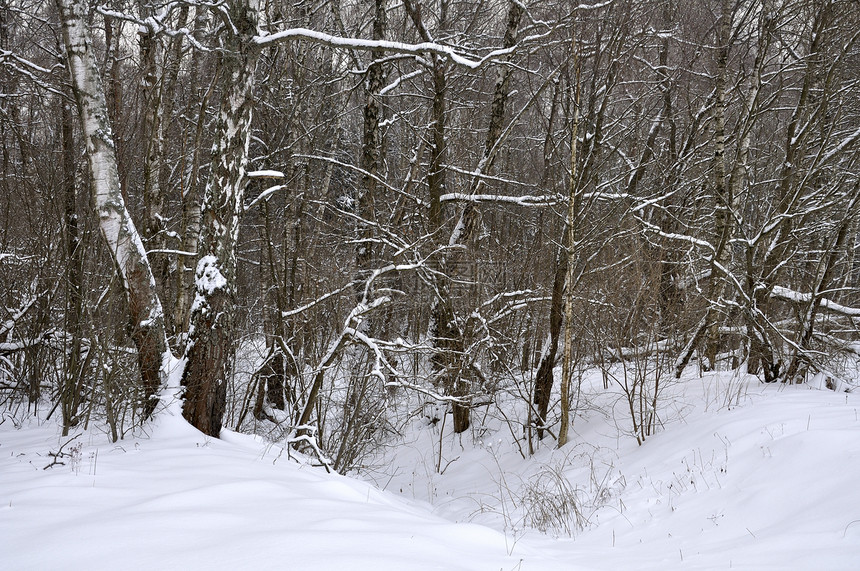 冬季风景季节森林植物树木白色针叶寒冷图片