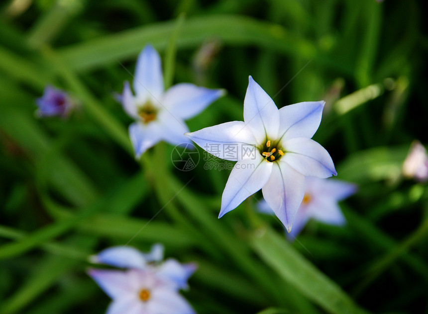 美丽蓝色和白色的春天星花图片