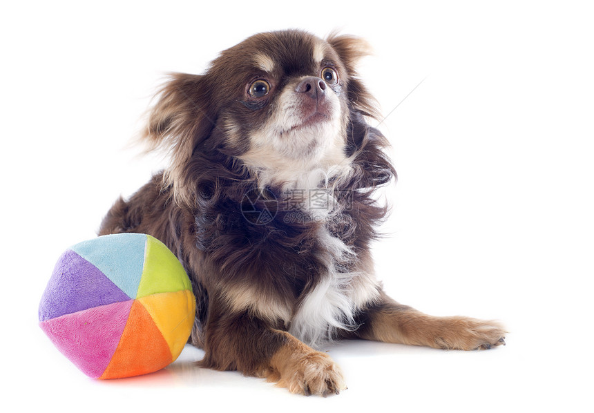 吉娃娃和球白色宠物动物犬类玩具工作室伴侣棕色图片