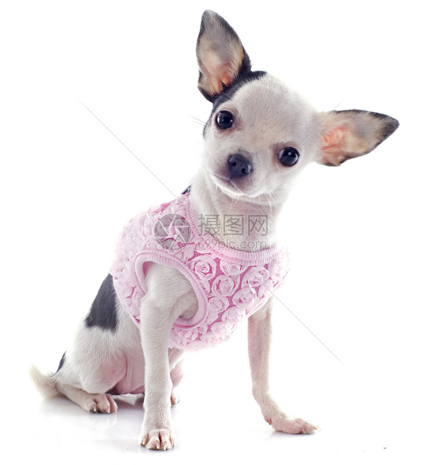 小狗吉娃娃白色宠物外套动物犬类工作室伴侣粉色图片