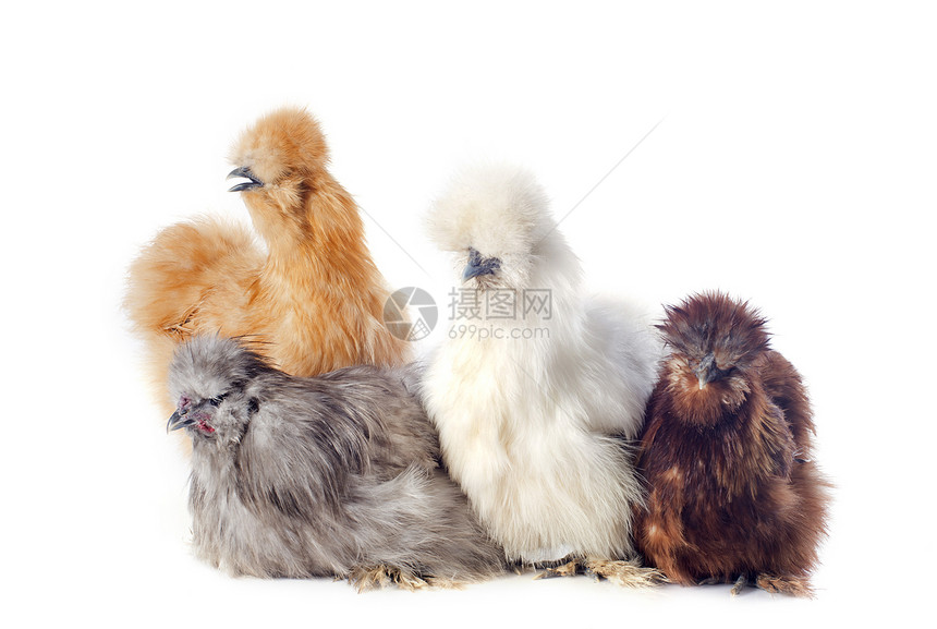 年轻的丝绸小鸡棕色动物团体乡村公鸡工作室白色家禽宠物图片