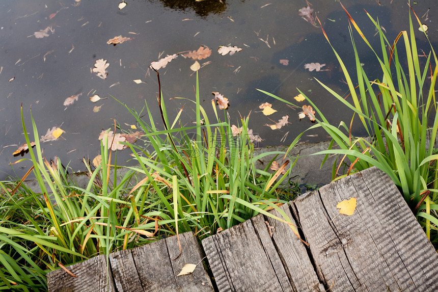 秋季公园的池塘反射途径木头植物群悲伤舷梯水平棕色落叶植物图片