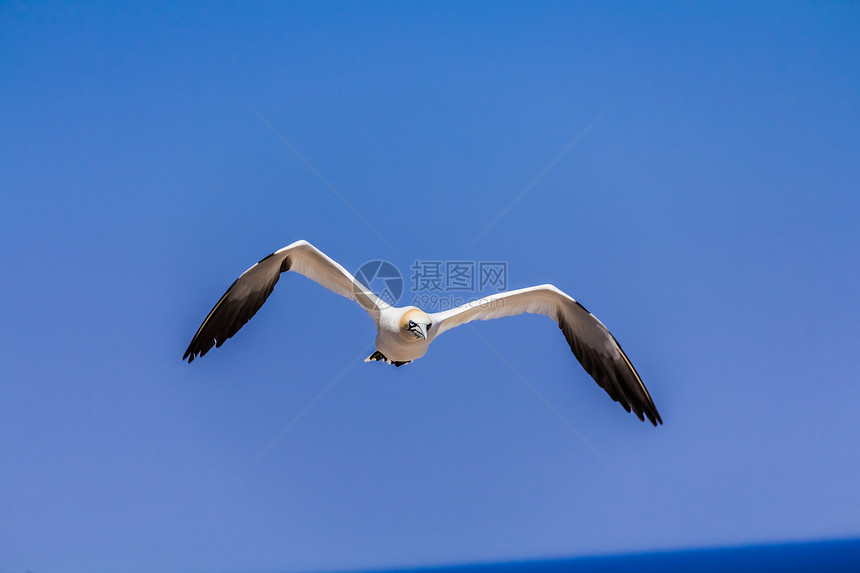 北甘纳特飞行羽毛殖民地天空白色鸟嘴海鸟图片