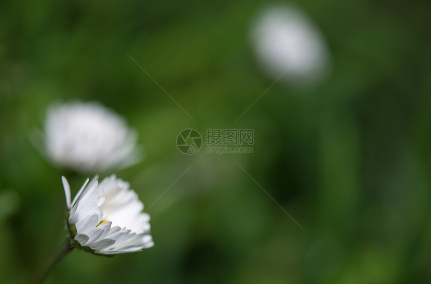 特写菊花花园天空叶子植物草地太阳蓝色花瓣洋甘菊植物群风景图片