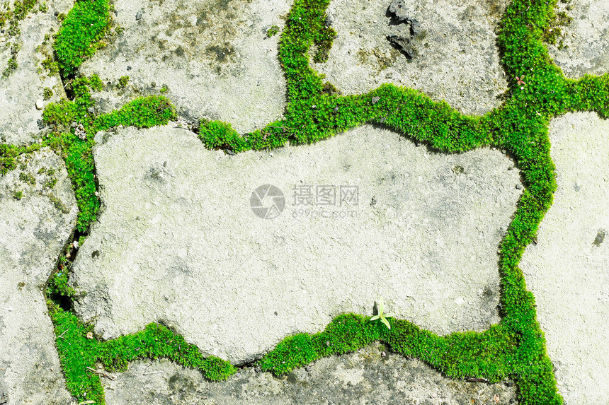 绿树地面人行道石头绿色鹅卵石路面苔藓立方体图片