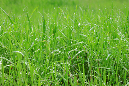 有雨的草 有阵雨森林刀片生态背景图片