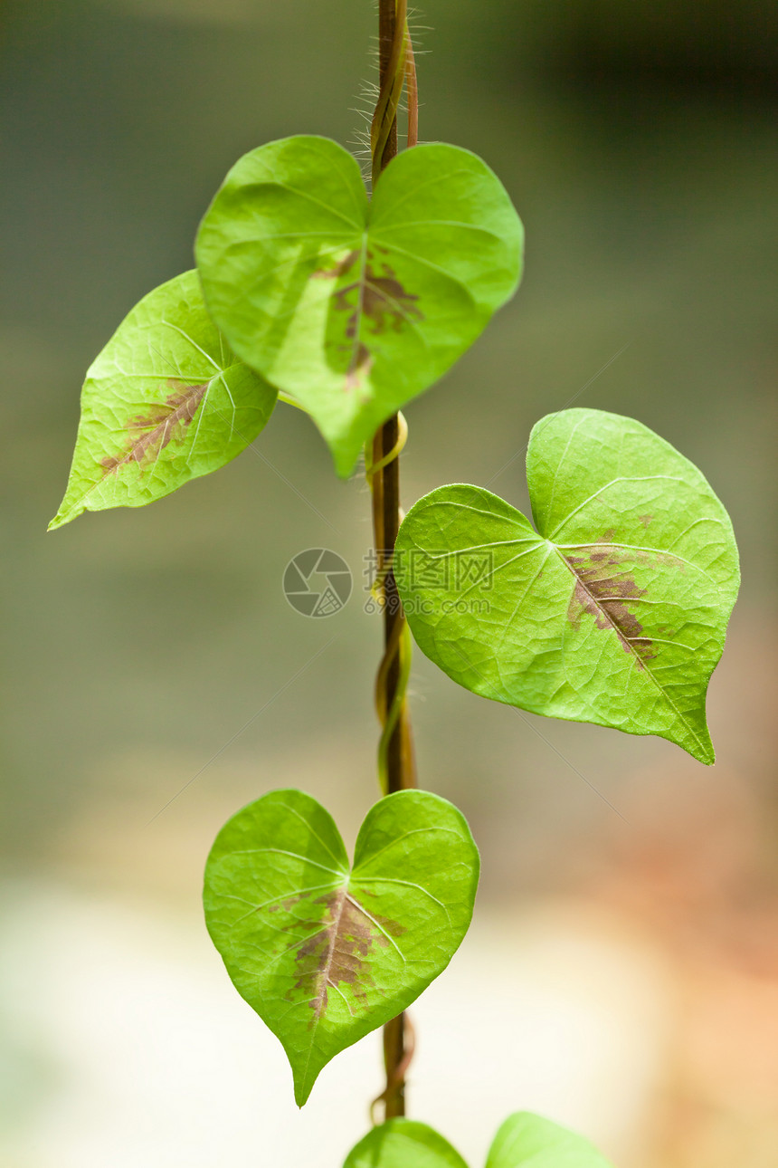 叶子静脉环境背景新生活棕色白色植物学橙子热带形状图片