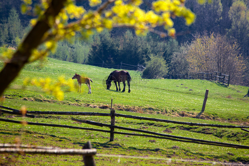 夏季风景农场农业环境动物农村墙纸日光天线草地摄影图片