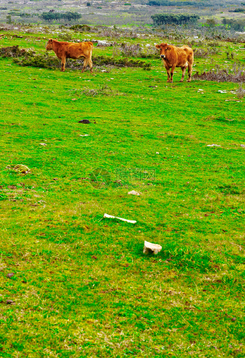 母牛和公牛动物草地农田农场蹄子干草季节国家食物农村图片