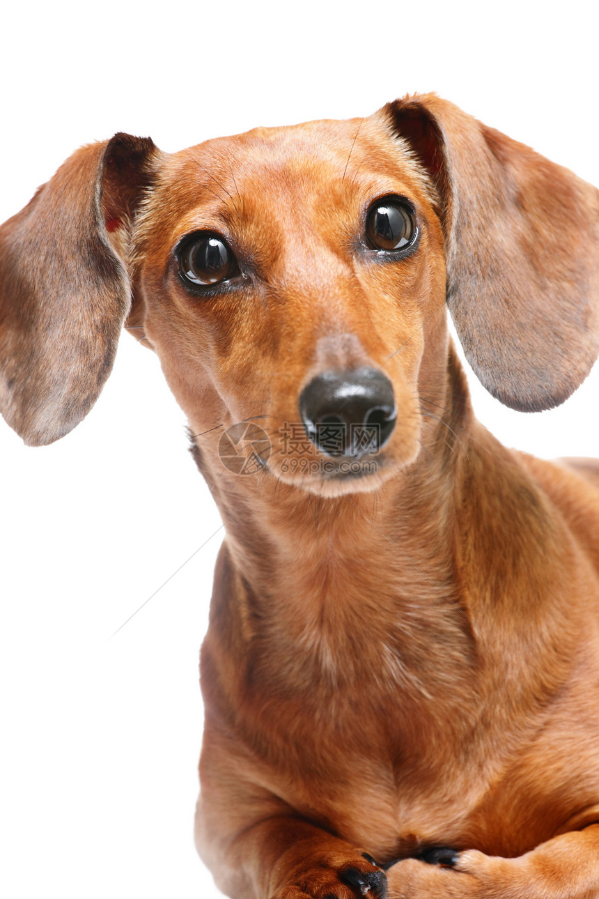 dachshund 混凝土底毛哺乳动物毛皮小狗犬类头发白色红色宠物朋友图片