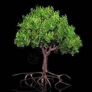 绿树插图绿色木头公园生长生活叶子环境树干植物背景图片