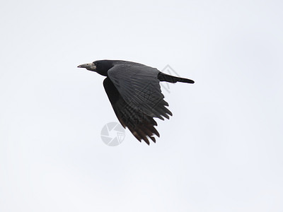 黑乌鸦黑色动物群动物多云天空航班飞行背景图片