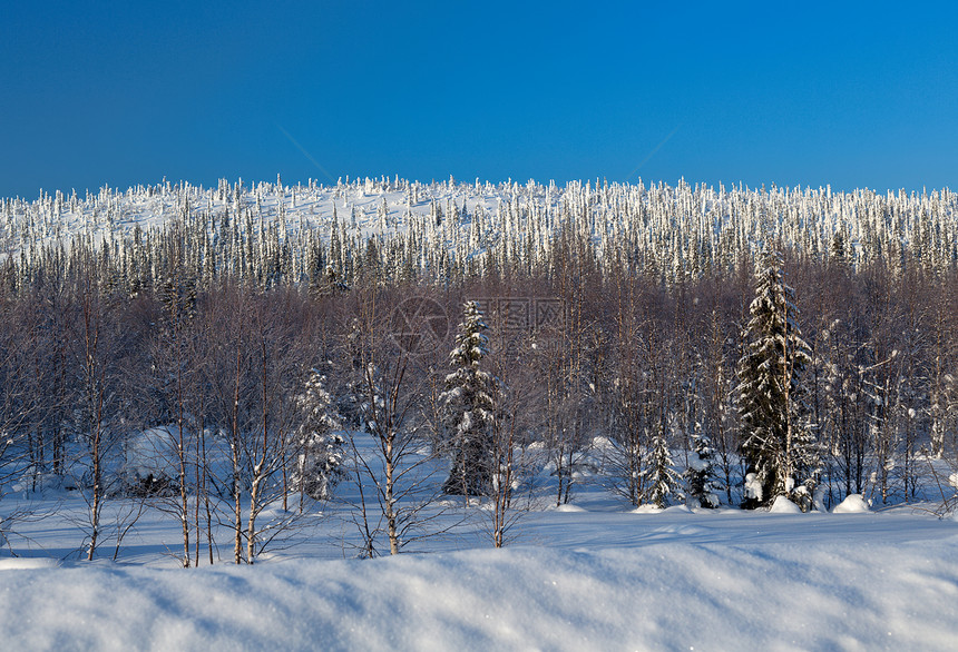 冬季风景森林白色阳光城市天空树木场景蓝色针叶松树图片