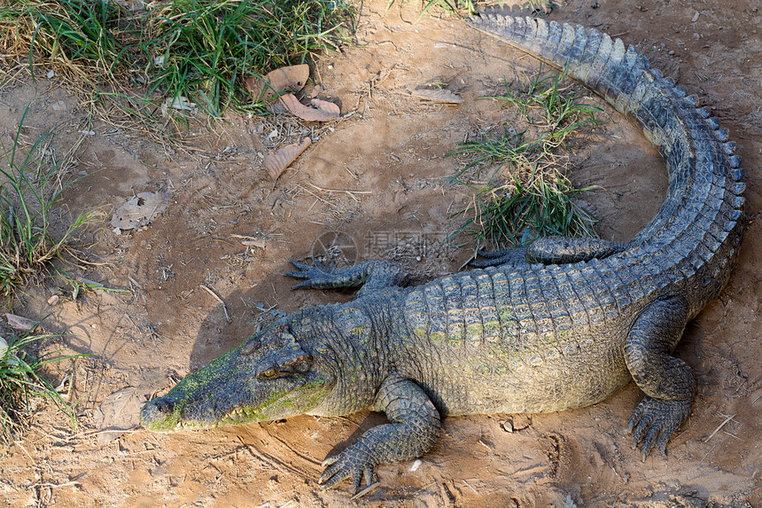 长成一只鳄鱼 躺在泰国沙滩上图片