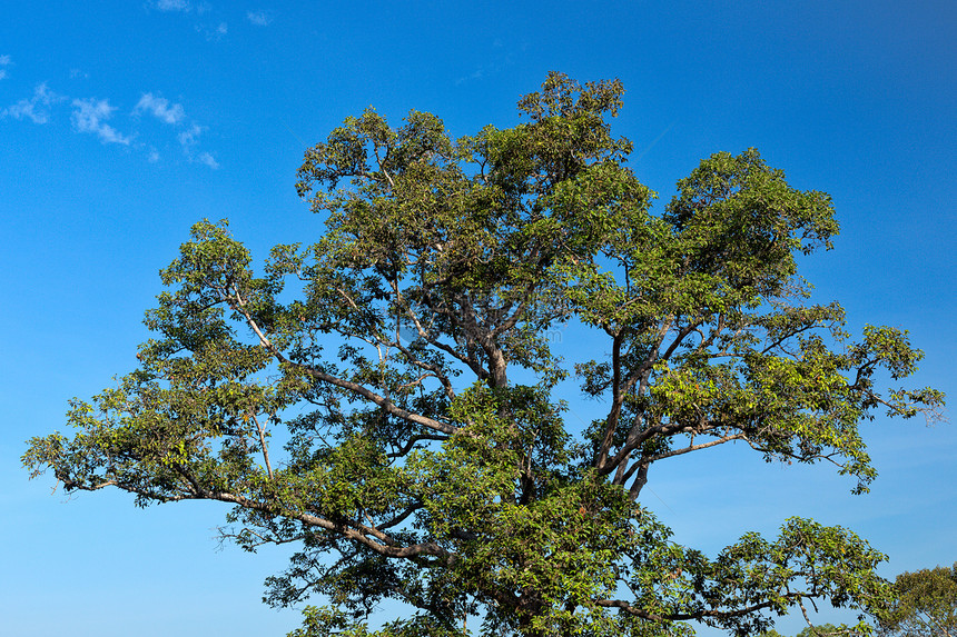 一棵美丽的树 对准蓝色的天空图片