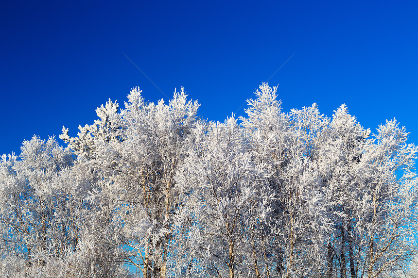 原冻霜中的树图片