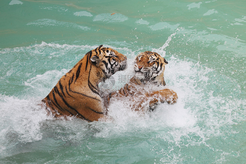 两只美丽的老虎在水中搏斗的画面图片
