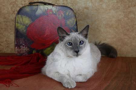蓝点巴厘猫肖像手提箱背景图片