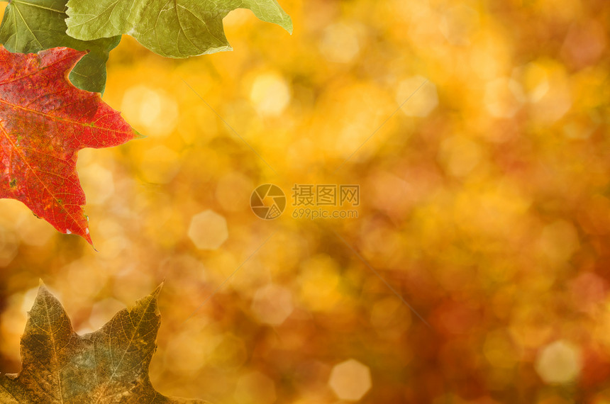 秋季离开边境叶子水平梧桐树绿色赭石背景黄色树叶黄褐色金子图片