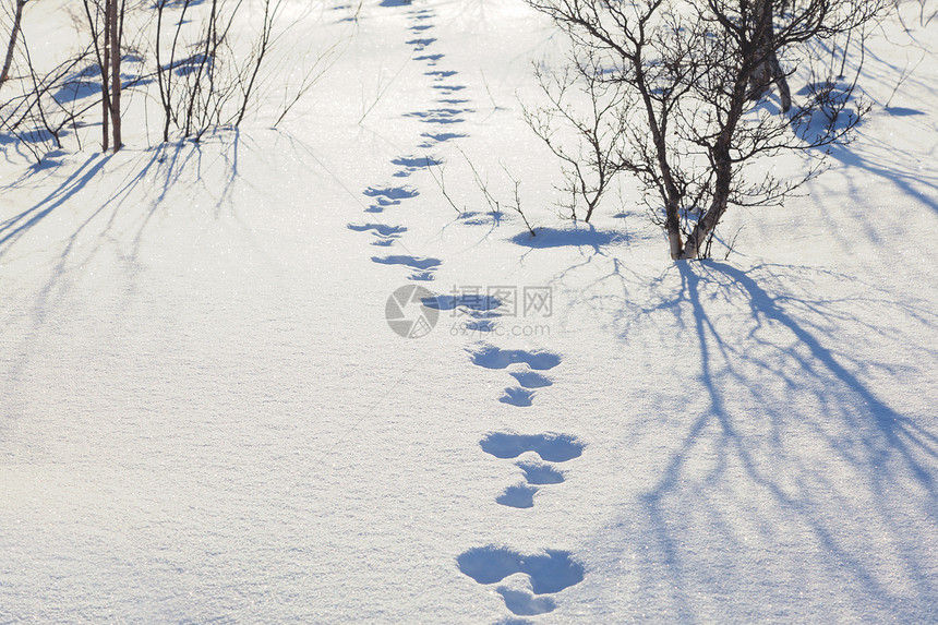 积雪中的白兔踪迹图片