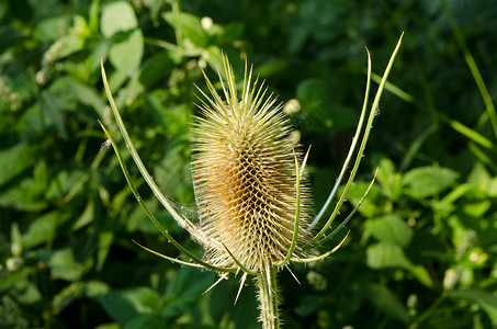 秋天树苗叶夏天续断高清图片