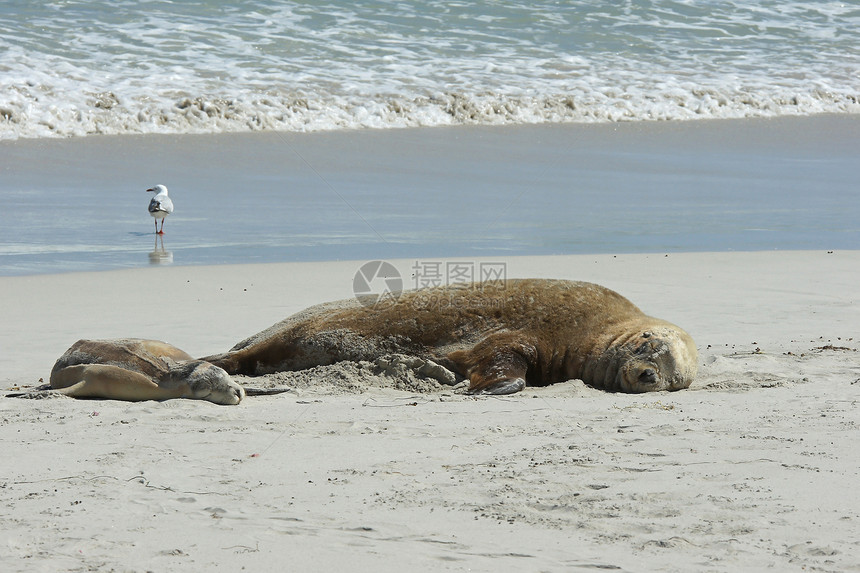 澳大利亚海狮 澳大利亚野生动物沙滩海岸线海滩哺乳动物假期海洋海豹海湾海岸图片