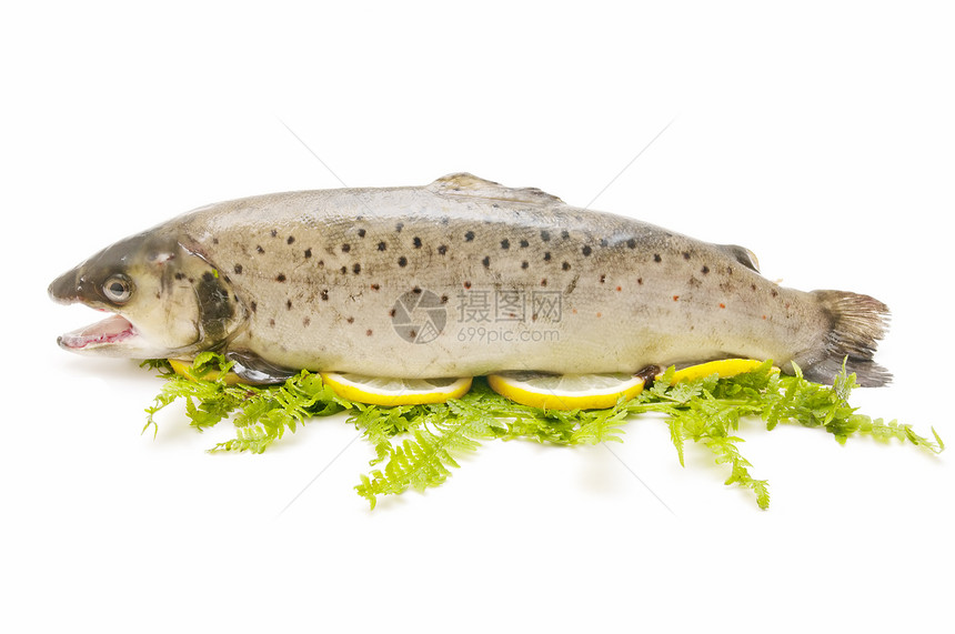 野外鳟鱼蓝鱼渔业健康市场餐厅食物野生动物营养动物淡水图片