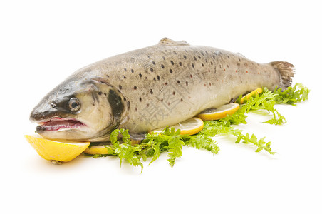 蓝鳟鱼健康食品鲜鱼高清图片