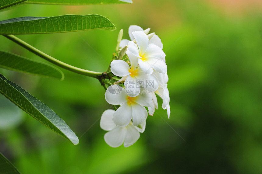 弗朗吉帕尼花朵鸡蛋花叶子热带绿色气候植物柔软度黄色花瓣白色图片