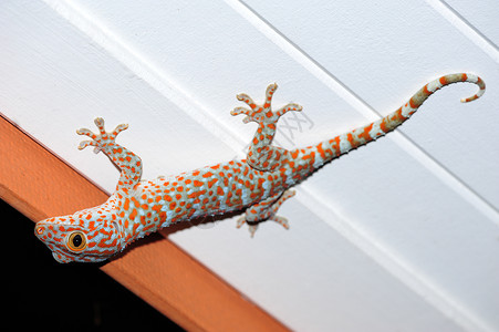 Gecko 壁岩壁虎动物宠物昆虫蜥蜴背景图片