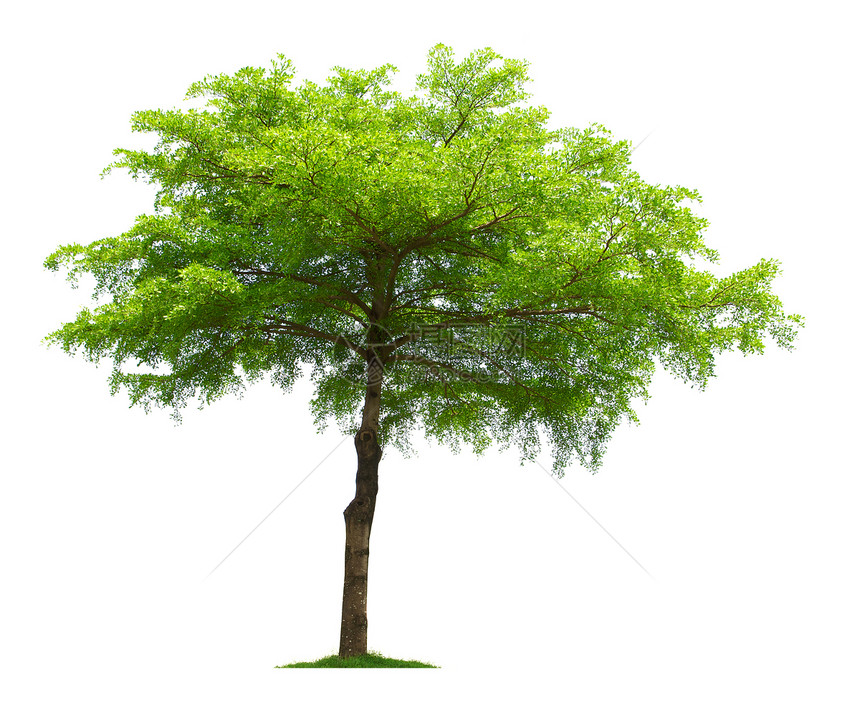 树环境植物绿色图片
