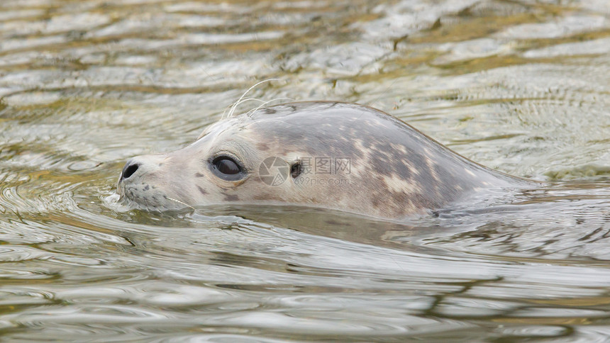 灰海豹游泳海豹动物园自然保护受保护灰色哺乳动物野生动物威胁波浪濒危图片