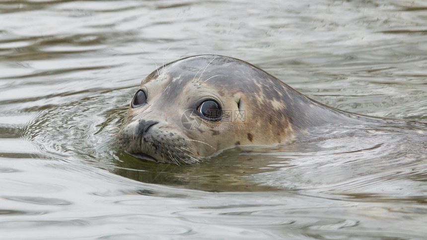 灰海豹游泳威胁自然保护野生动物动物哺乳动物受保护濒危好奇心动物园海洋图片