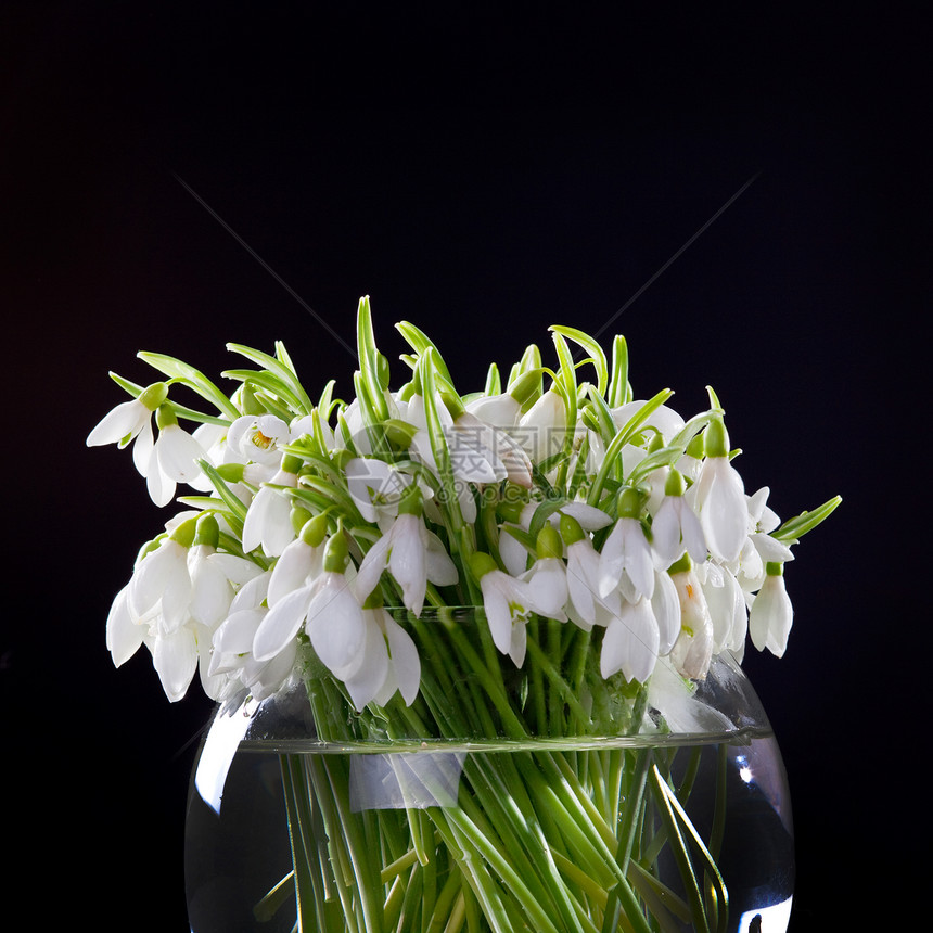 雪滴植物花朵植被花园花瓶黑色铭文工作室白色绿色图片