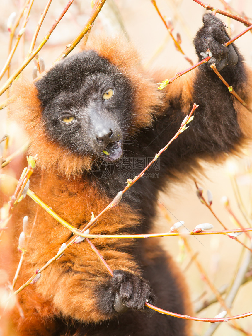 雷穆尔Eulemur 按摩器食物婴儿眼睛热带太阳动物红宝石灵长类大腹动物园图片