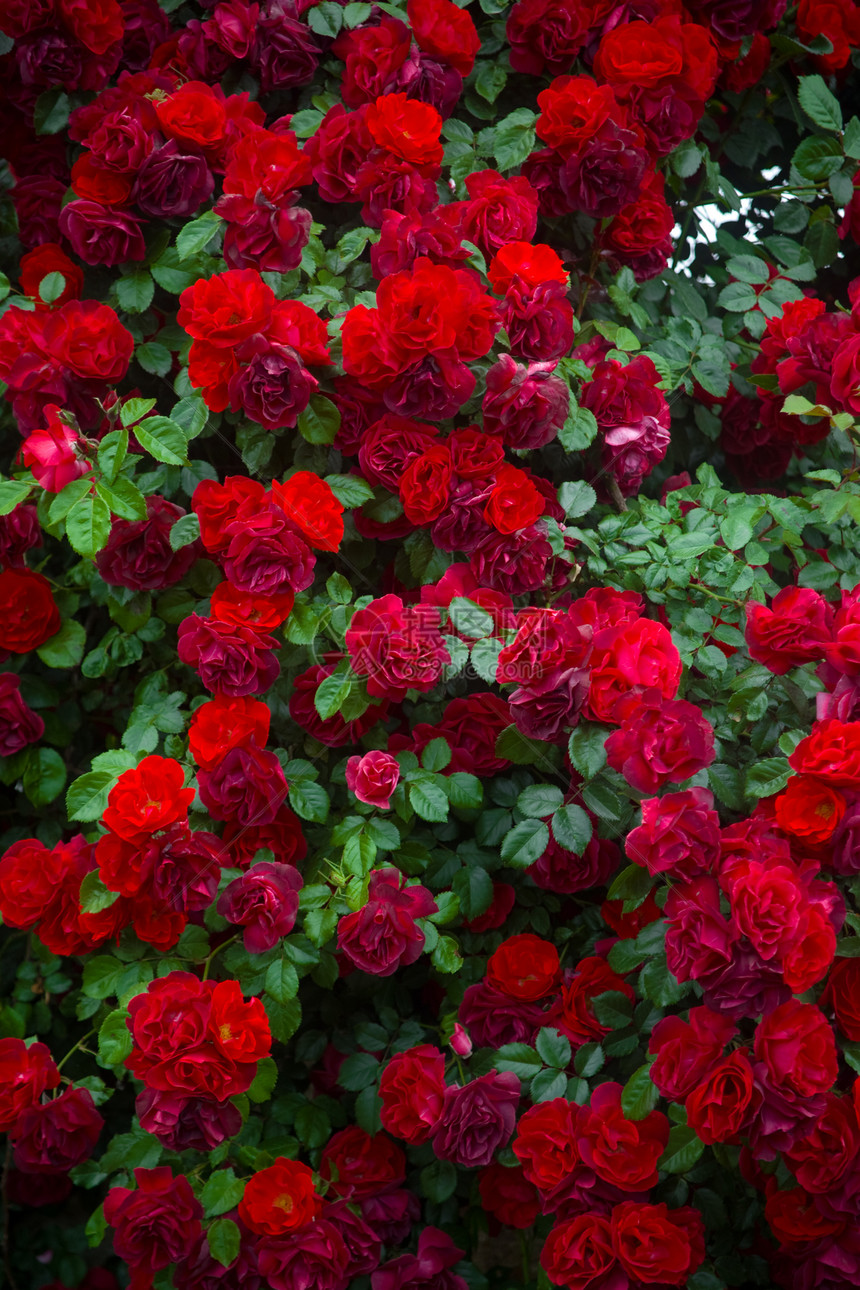 玫瑰背景花园浪漫荒野叶子脆弱性植物树篱花瓣衬套季节图片