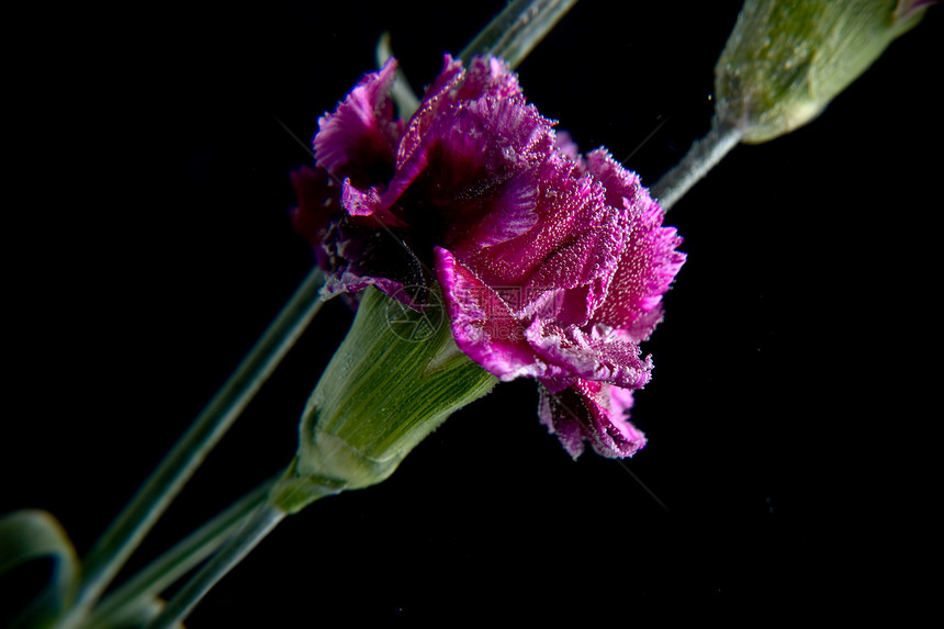 水下鲜花叶子菊花植物粉色反射牡丹紫色气泡凹陷黑色图片