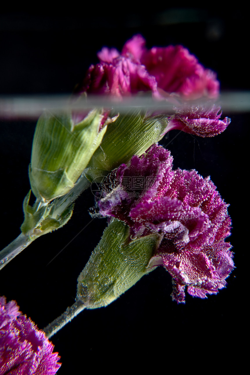 水下鲜花反射玻璃叶子植物黑色菊花紫色飞沫凹陷气泡图片