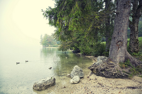 博鸭子由Bohinj湖经斯洛文尼亚背景