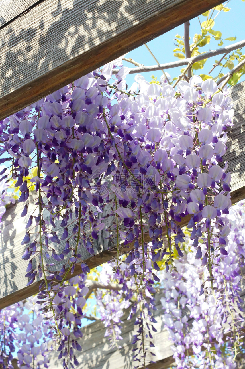 西部地区花朵植物花园天空蓝色紫丁香生长美丽活力薰衣草图片