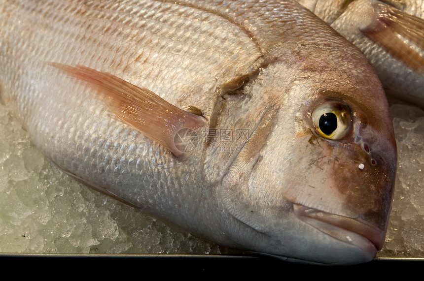新鲜鱼海鲜市场饮食眼睛营养烹饪健康海洋午餐冻结图片