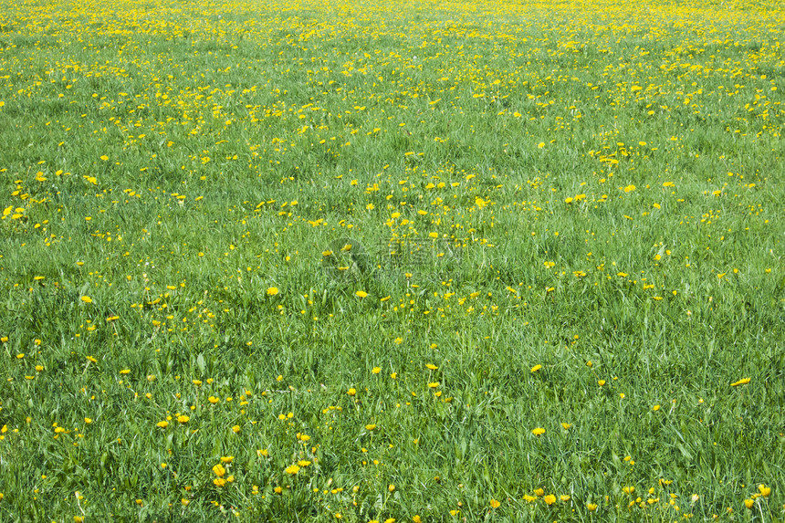 dandelion 字段爬坡花瓣土地环境季节场地农场植物群叶子草地图片