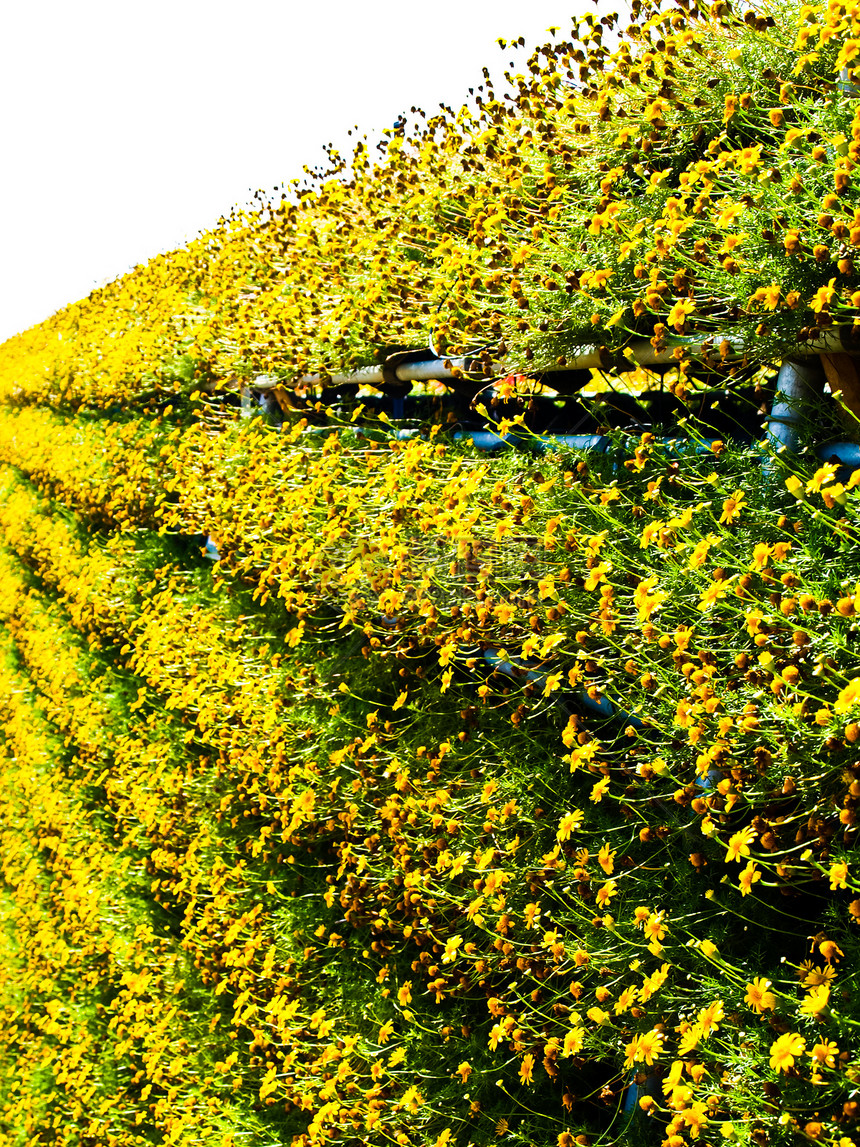 自然中的黄色宇宙花墙橙子菊科花粉环境花瓣热带天空植物群场地活力图片