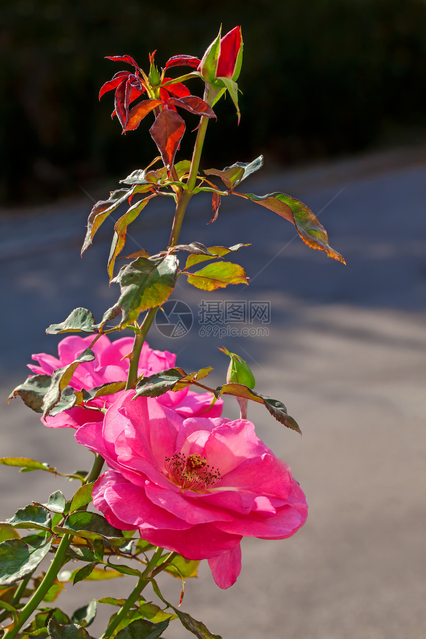 粉红玫瑰粉色叶子宏观绿色植物学花瓣植物植物群图片