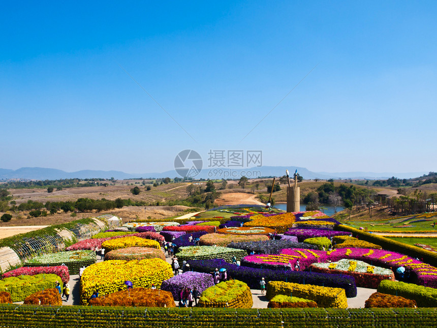 青蓝天空的夏日花朵多彩的美丽花园蓝色花店衬套成长旅游公园天空花束植被植物群图片