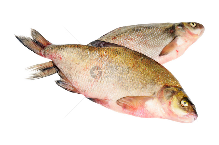 两条新鲜淡水鱼灰色海鲜食物饮食鲤鱼图片