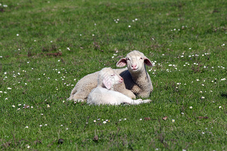 躺在牧场现场的羊羔高清图片